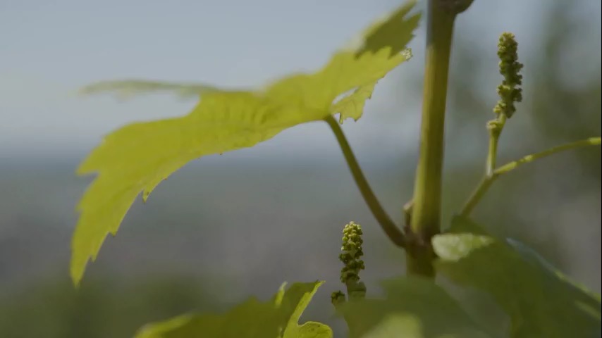vigna-2-compresso-480_1.jpeg